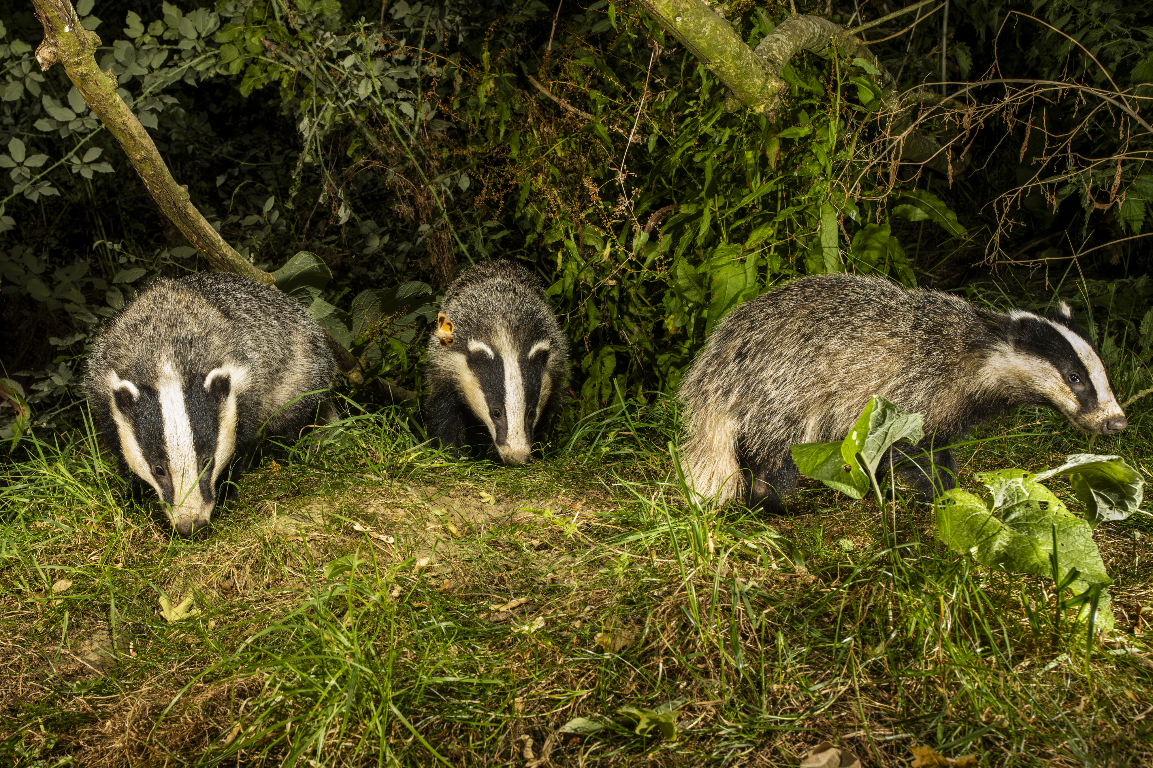 Badger 3