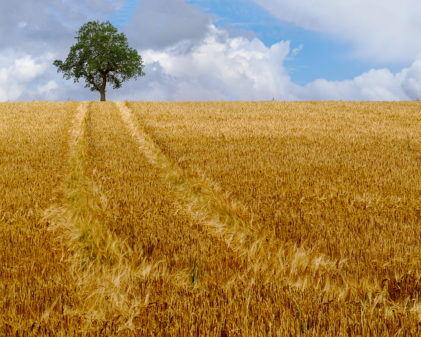 Waiting For The Harvest by David Travis