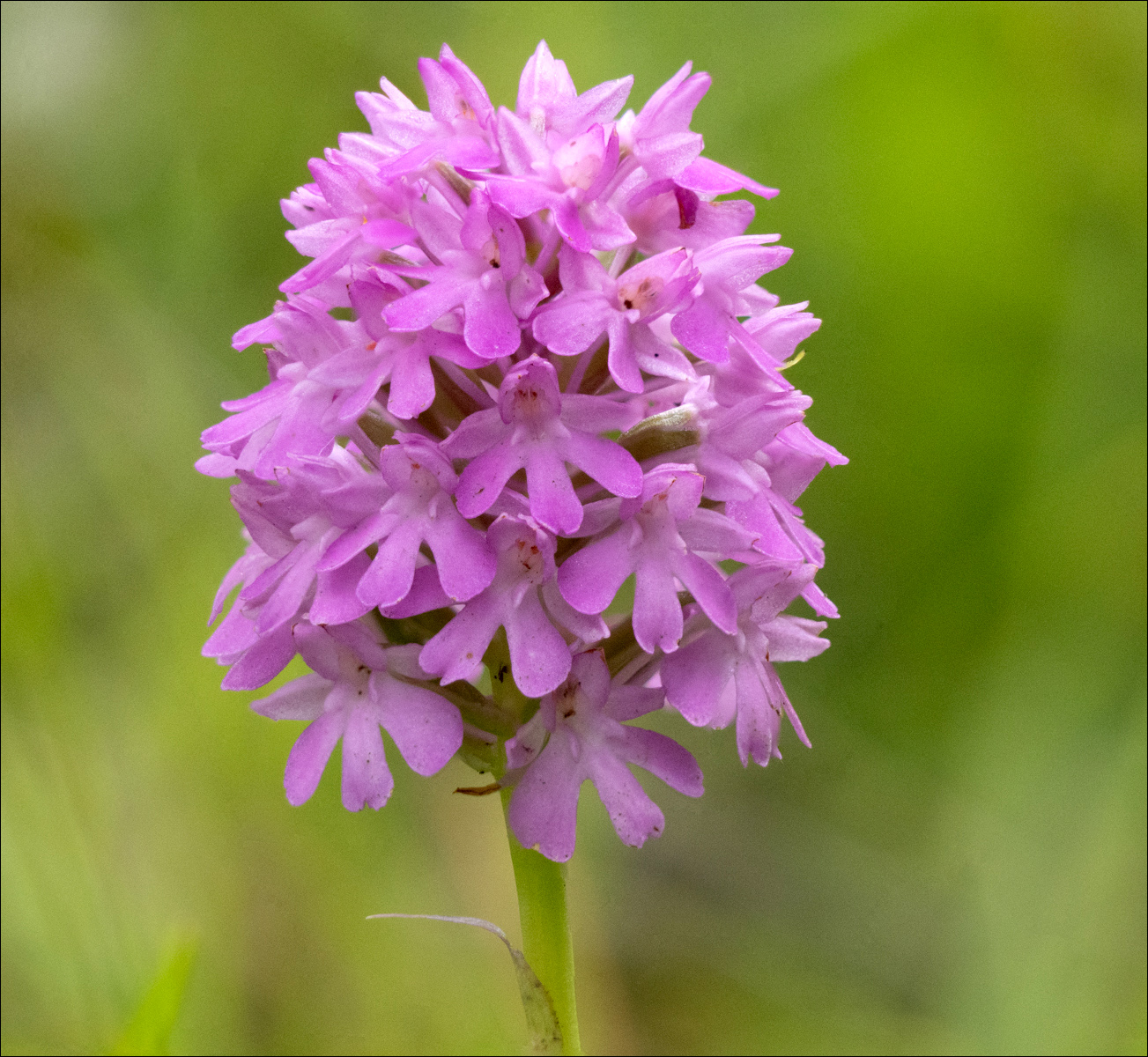 Pyramid Orchid By David Barrett LRPS