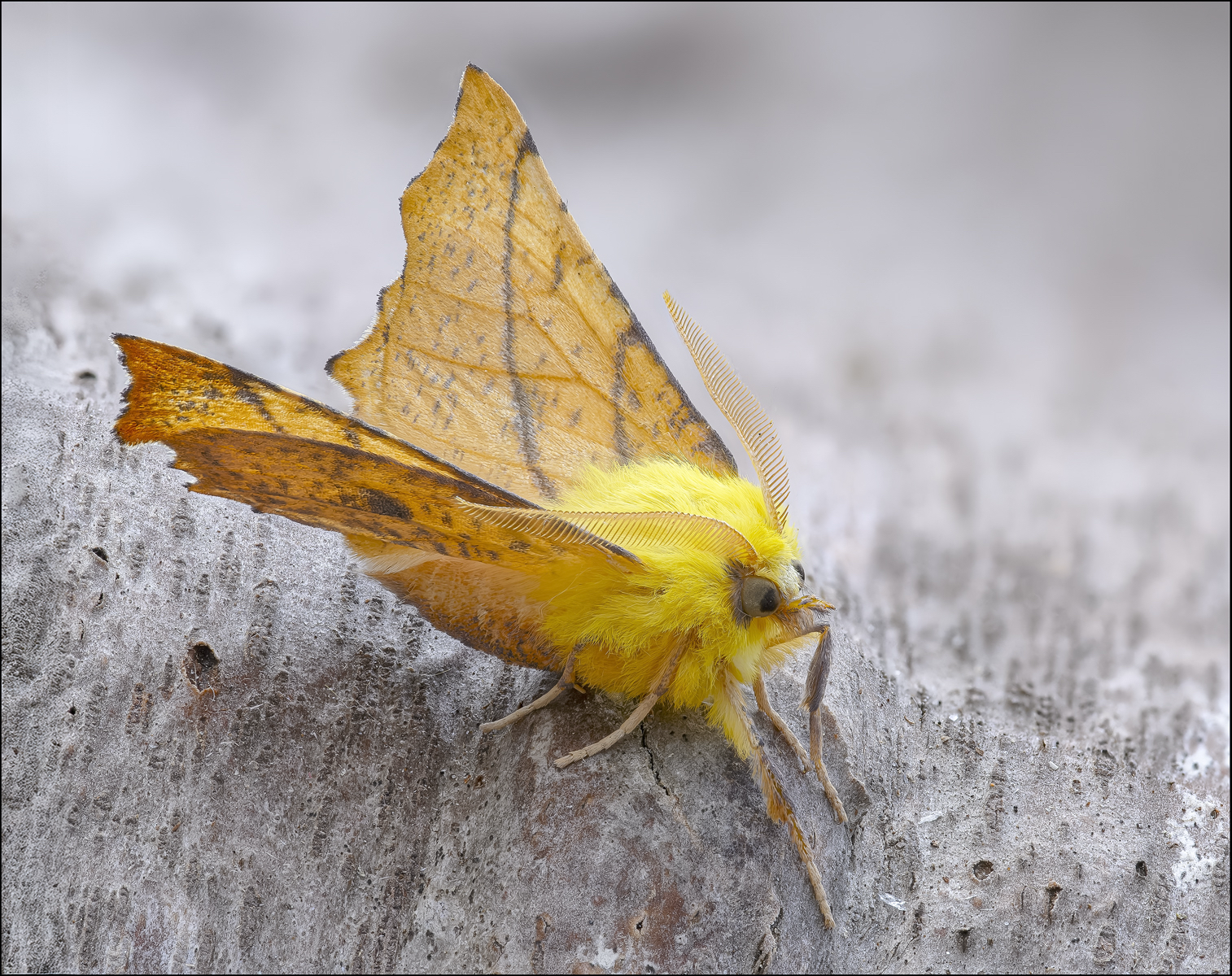 Canary Shouldered Thorn Lesley Simpson