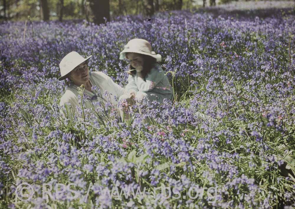 Bluebells