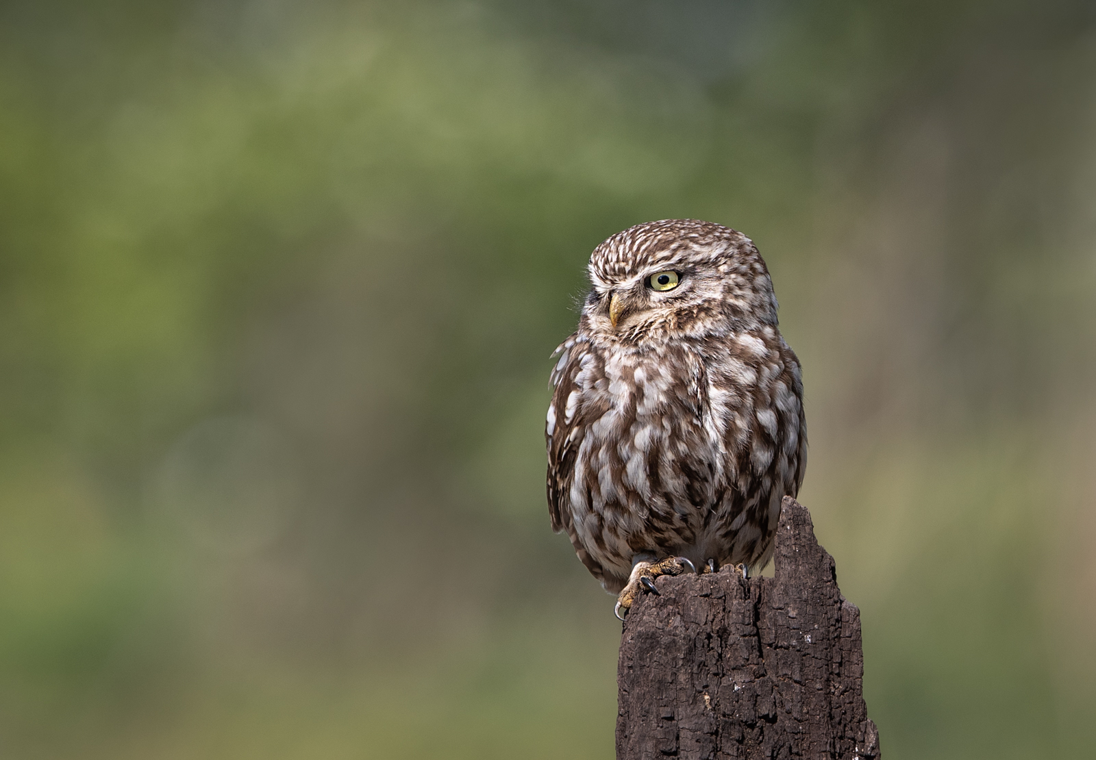 Little Owl Copy