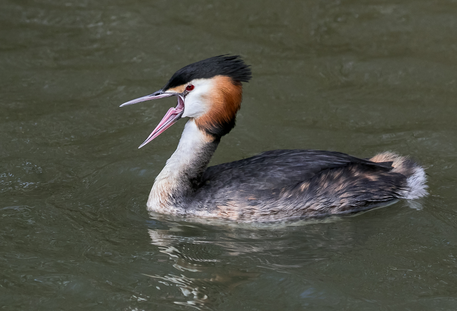 6 Grebes