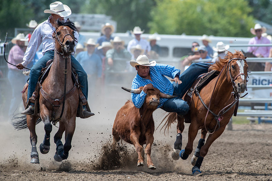 Steer Wrestling By Trevor Page (Canada)