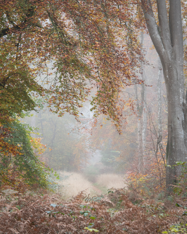 15 Savernake Ethereal Landscape S