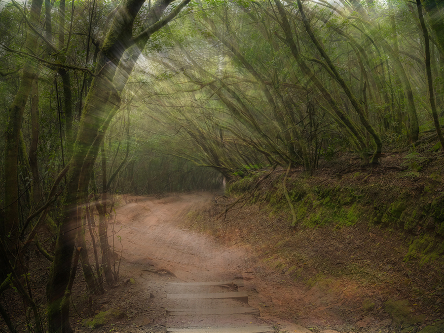 Lost In A Forest By Antoinette Castro (Spain)