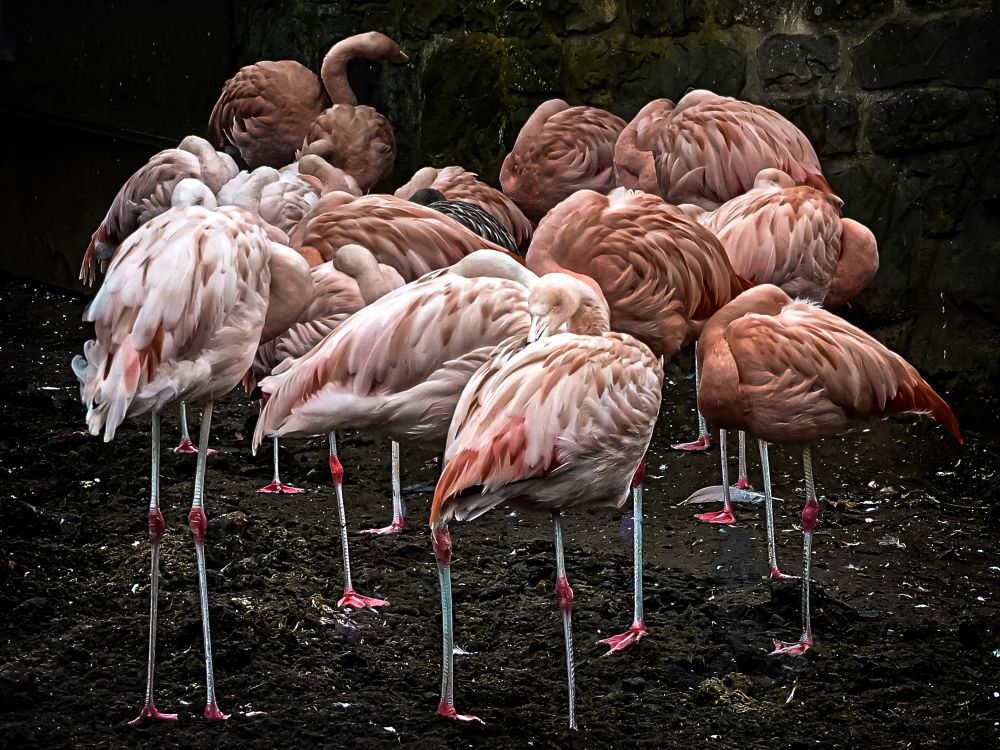 Flamingoes Graeme Bassett
