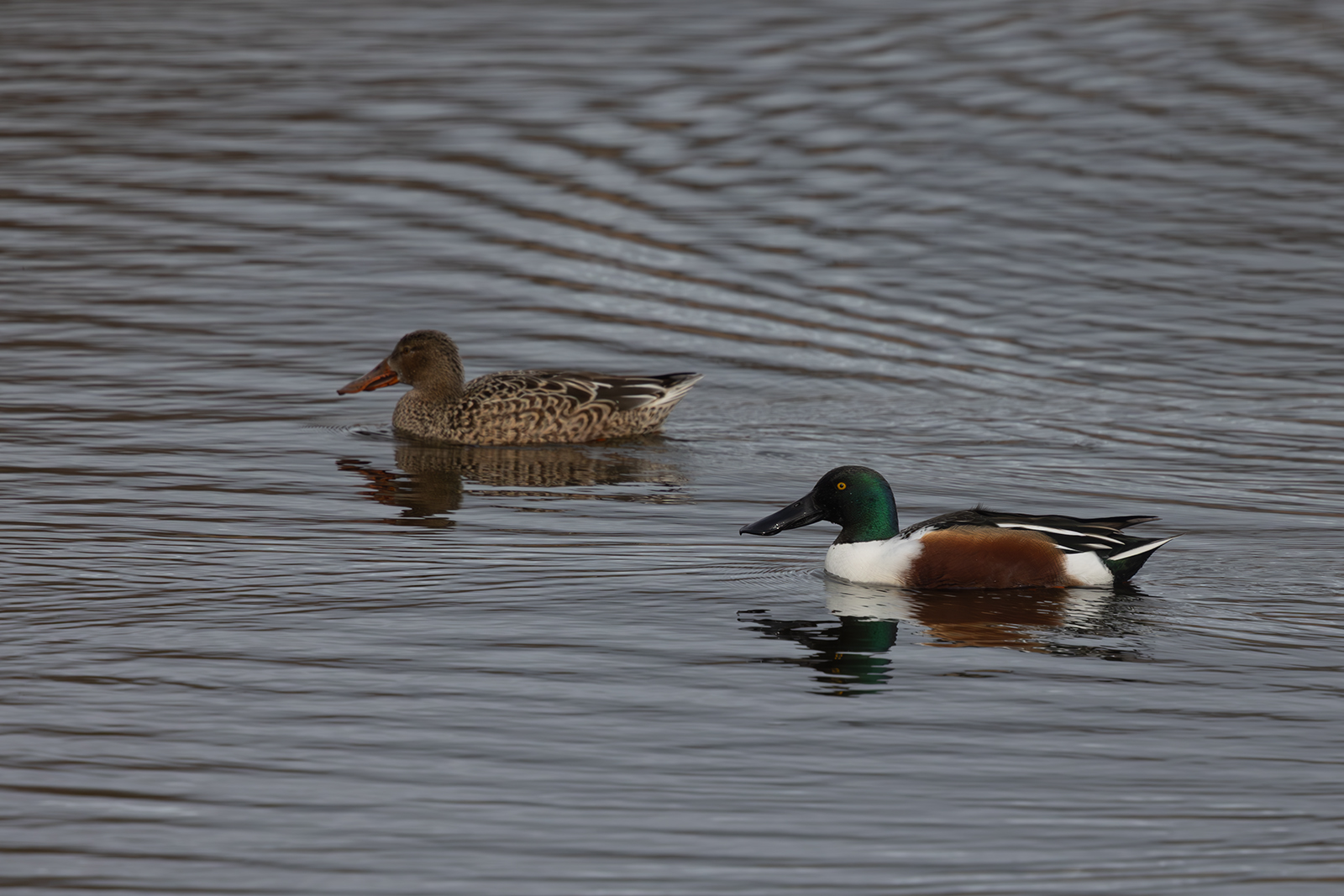 Shoveller Pair By Julia Andrew