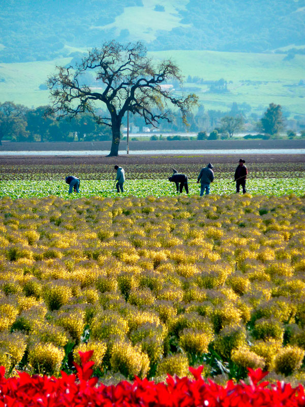 Laetitia, Ringwood School