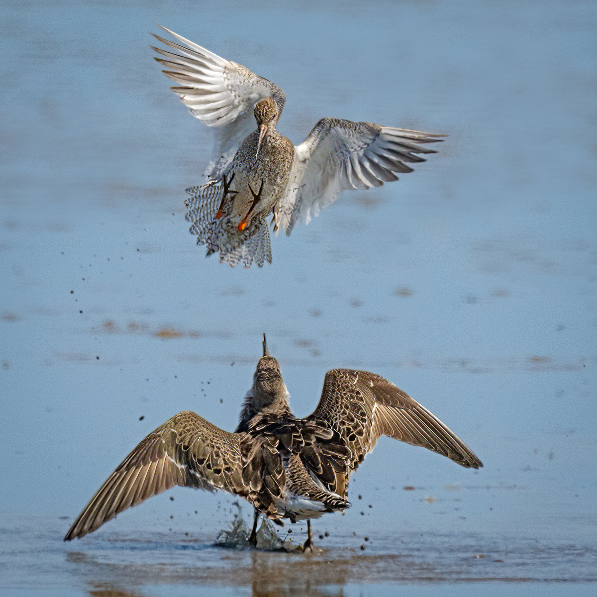 Ruff Dispute, Cley NWT, Nick Bowman