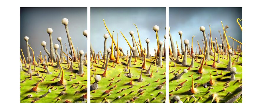 © Micronaut Loasa Triptychon 00118(I III) BIG