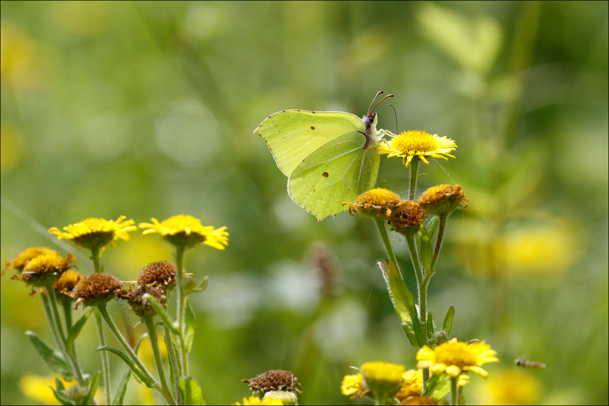 Brimstone By Maggie Finney LRPS