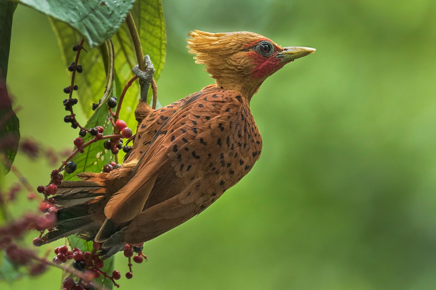 6. Chestnut Woodpecker