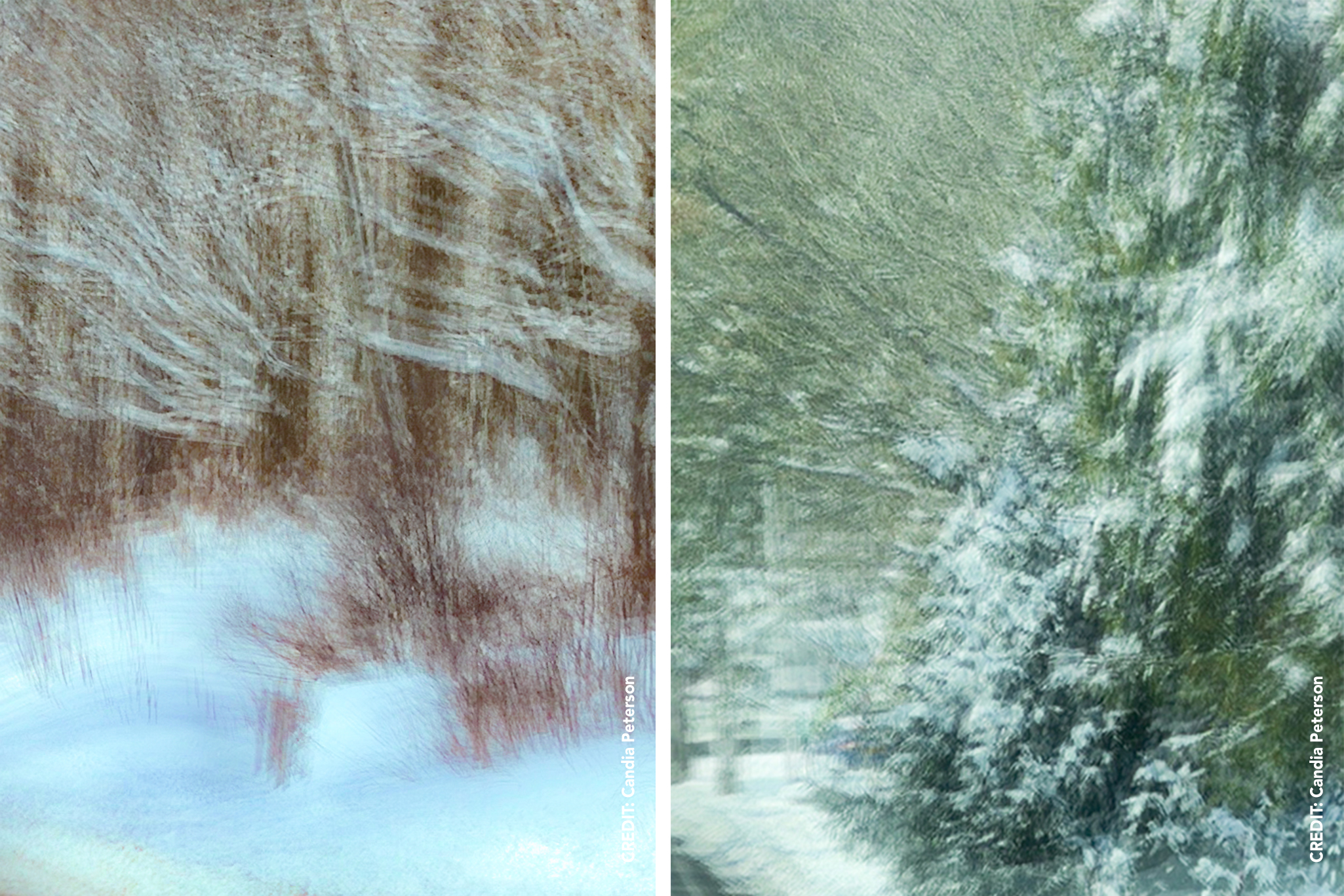 Birch Thicket & Snow Laden by Candia Peterson