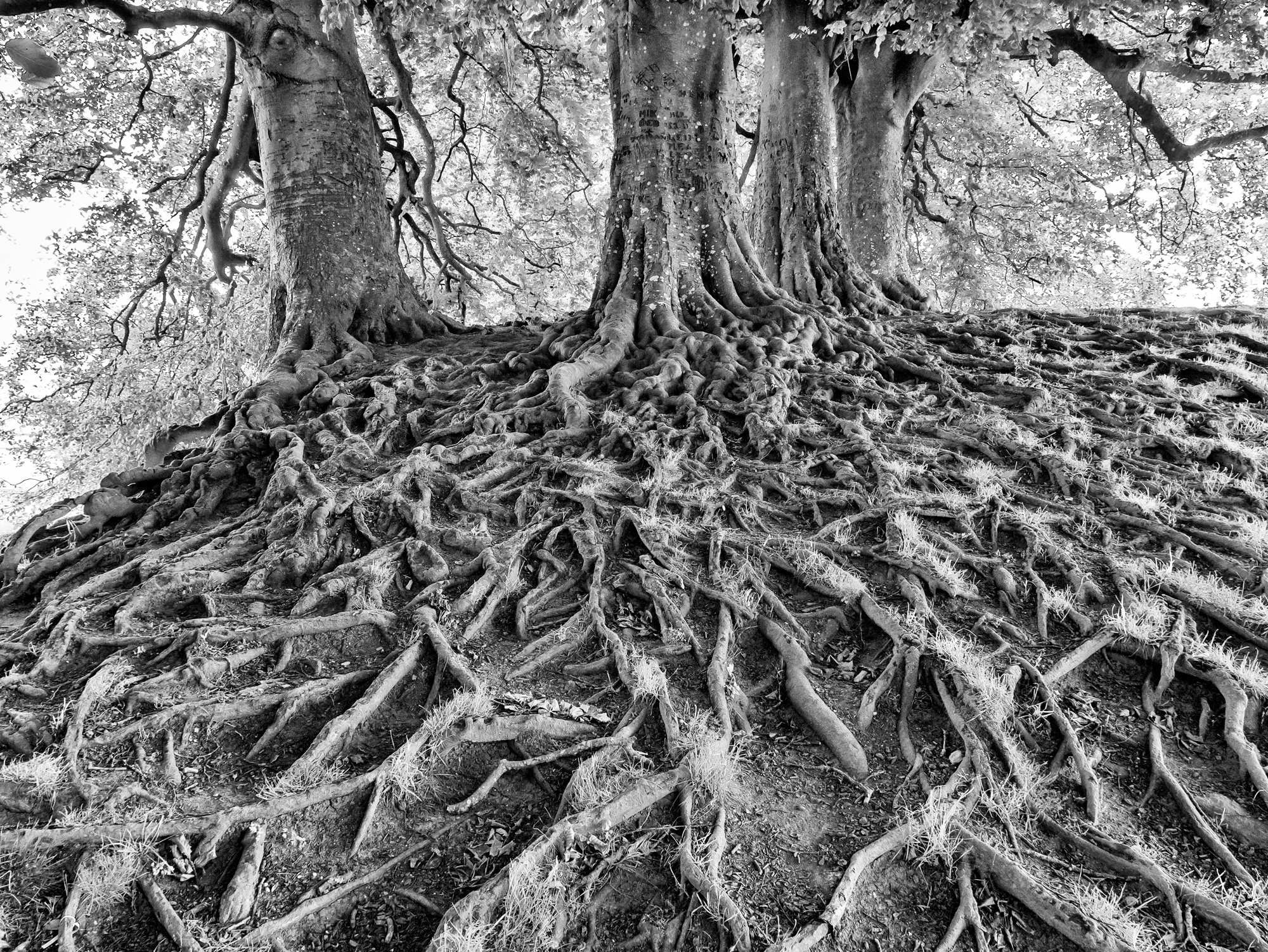 Roots By Michael Cant