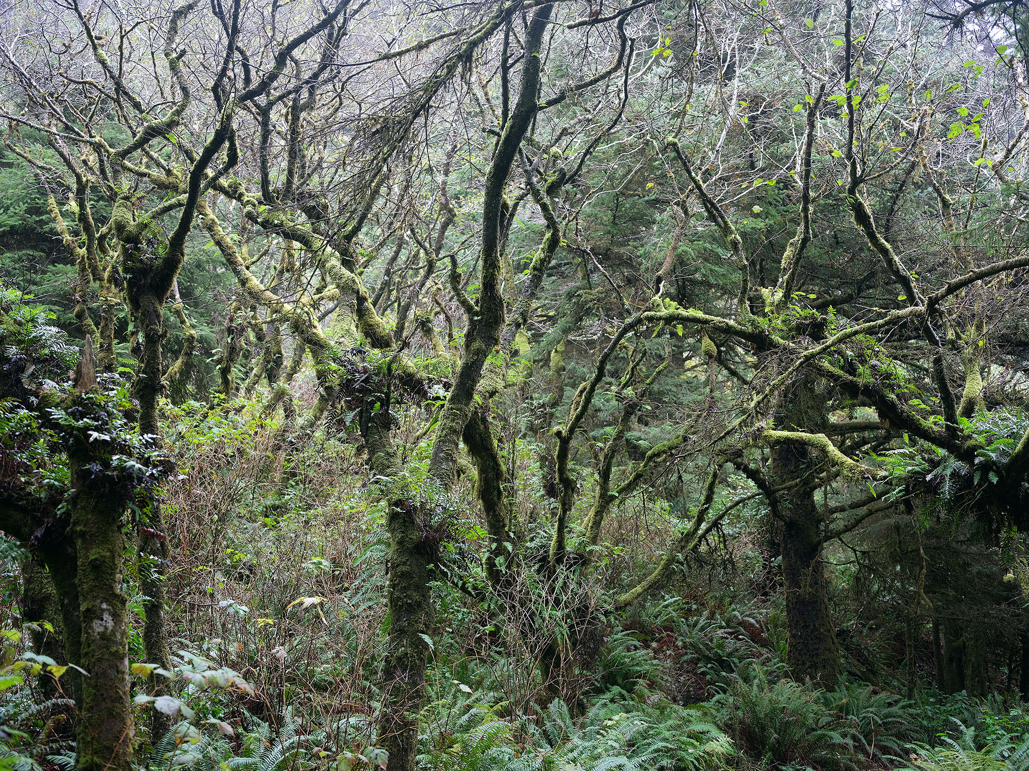 15 Afterus Lizafaktor