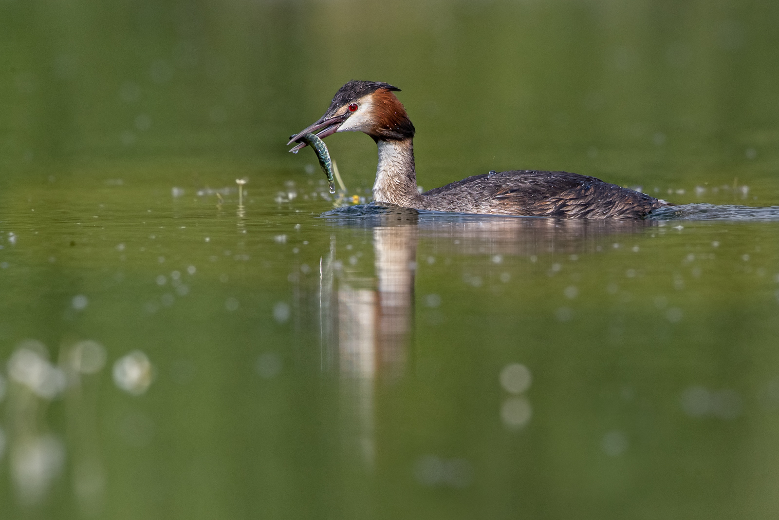 Great Crested Grebe With Fish