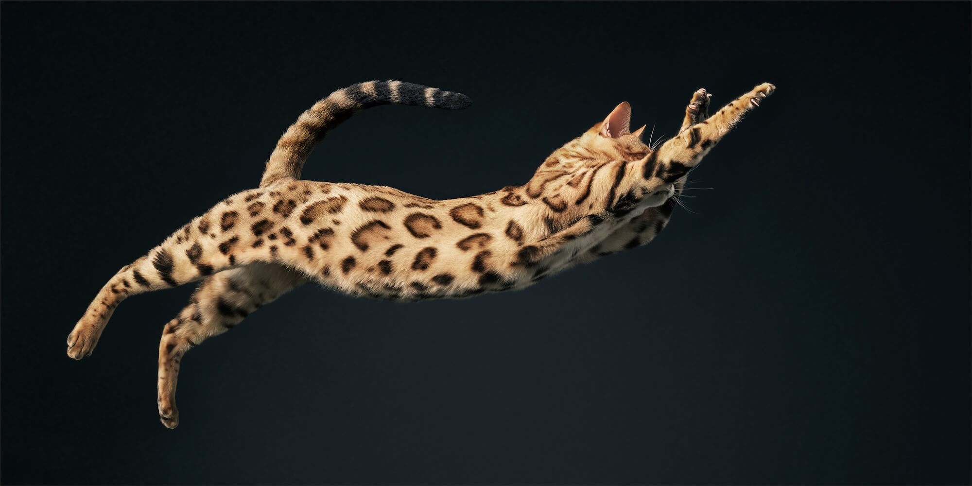 03 Bengal Jump 2000Pxh 72 Dpi