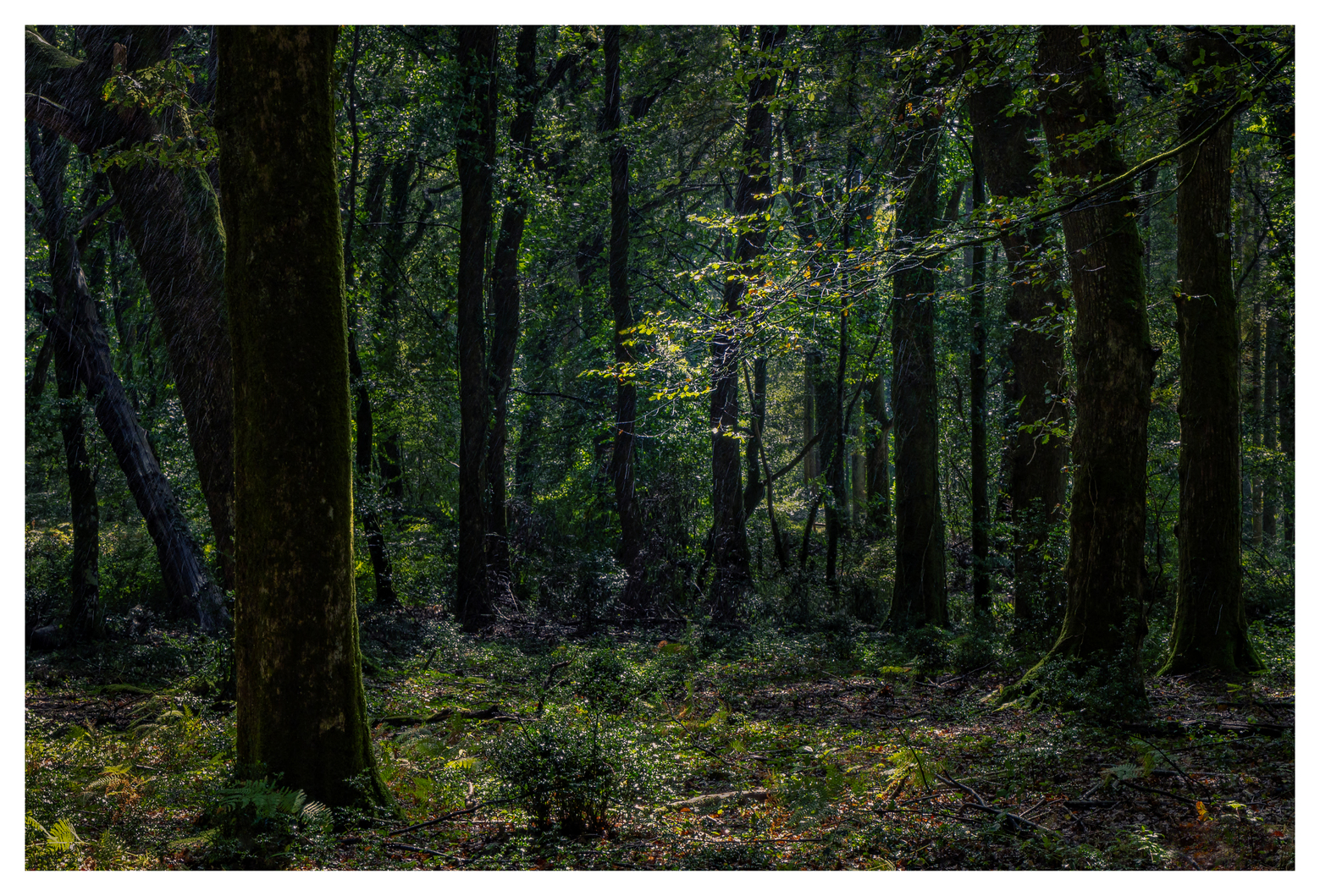 Woodland Rain And Light
