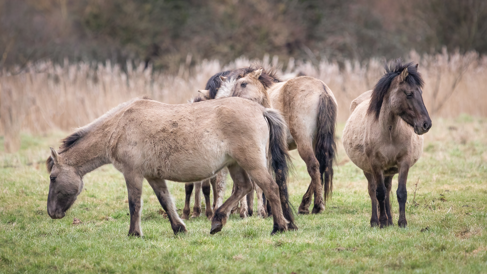 Konig Ponies By Penny Reeves