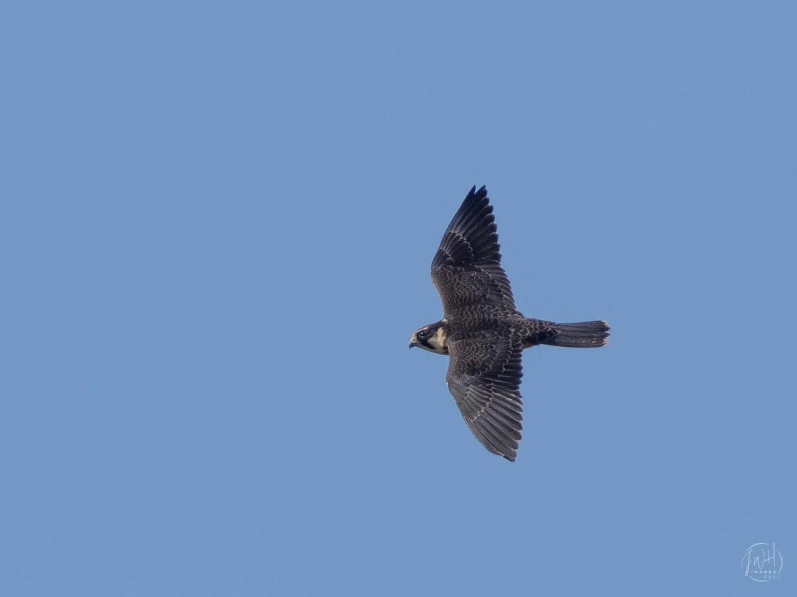 23 Hobby By Jeremy Hughes