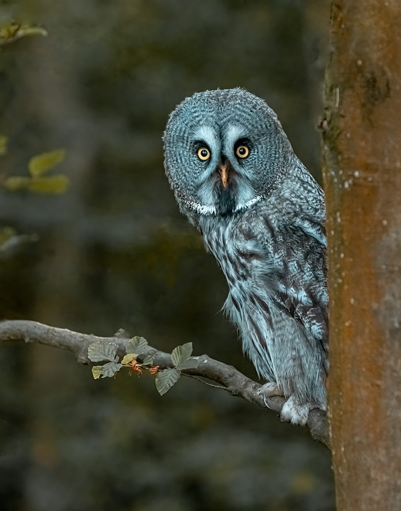 Thumbnail Great Grey Owl David Stephenson Best Projected Image