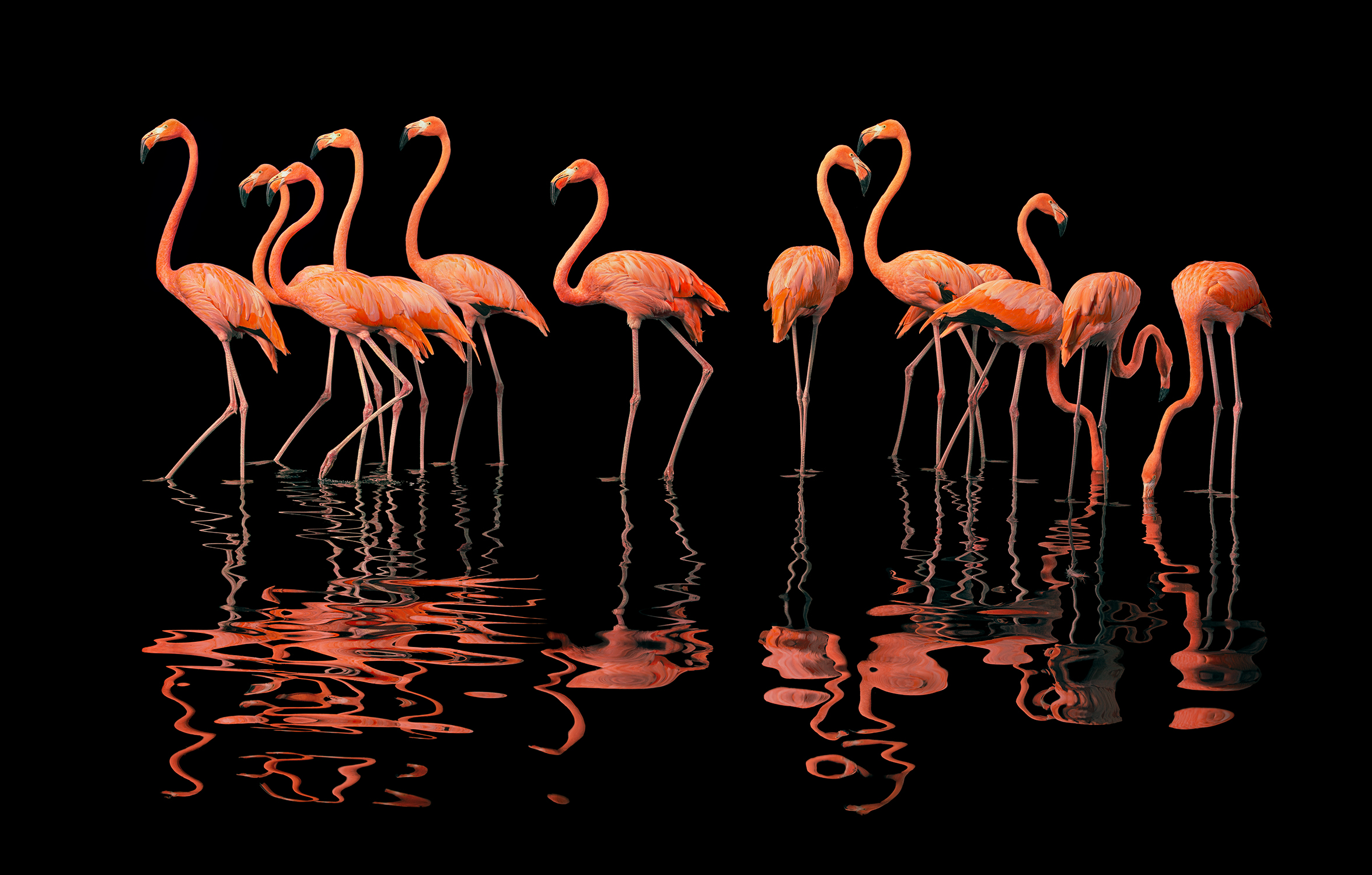 Flamingo Group 1500Px