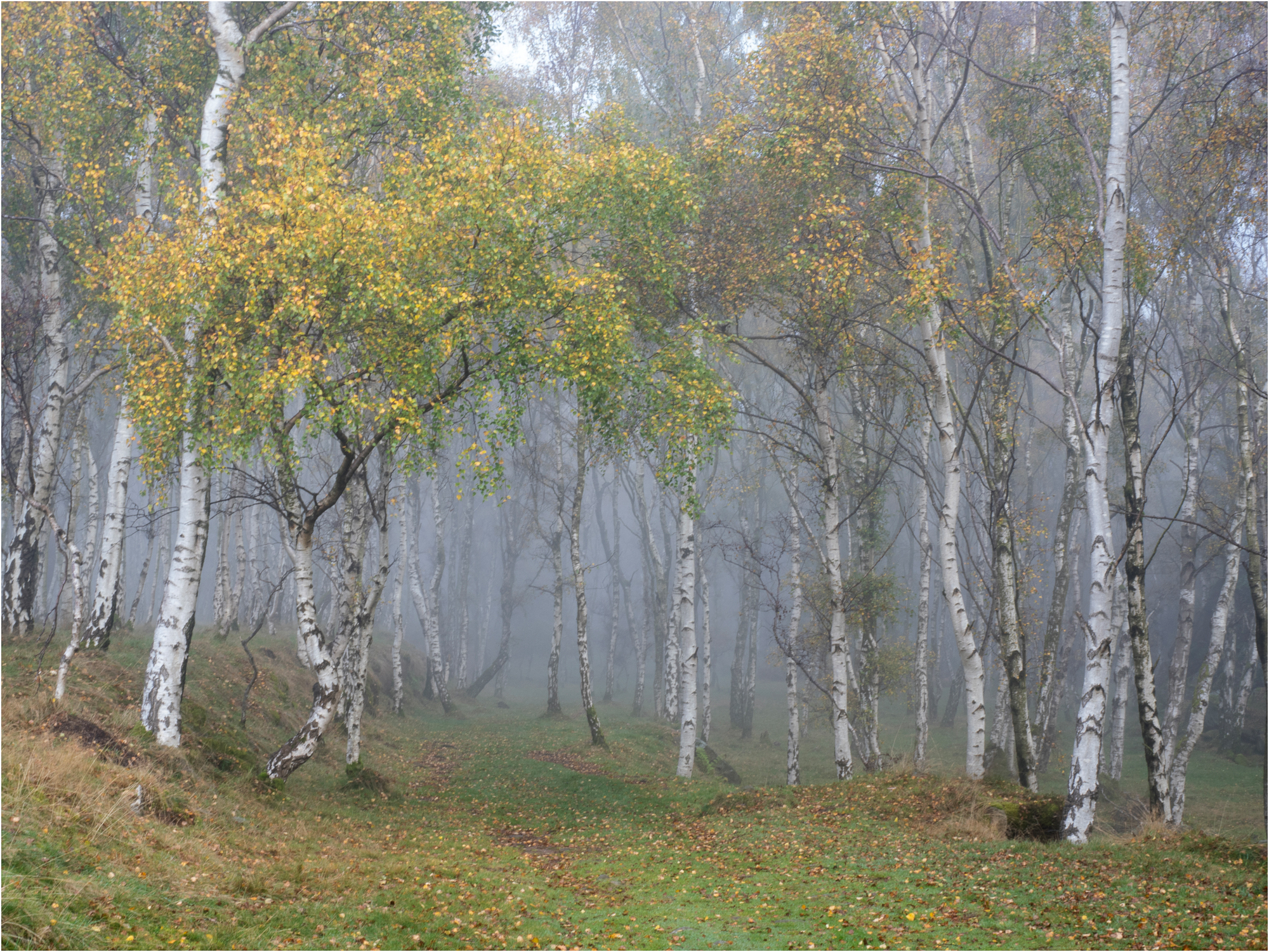 Gold And Silver Maureen Shearer