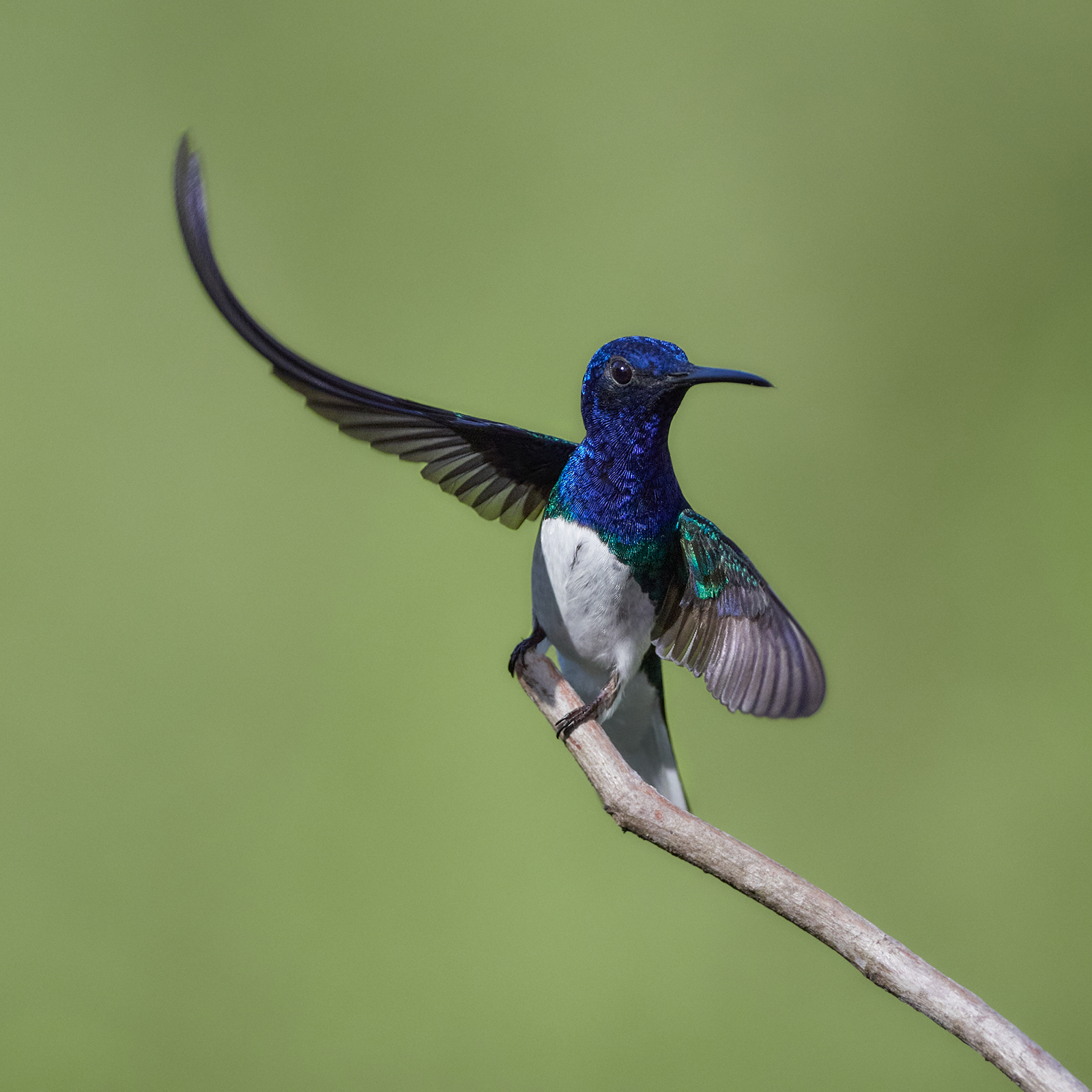 04 White Necked Jacobin Takeoff 1600