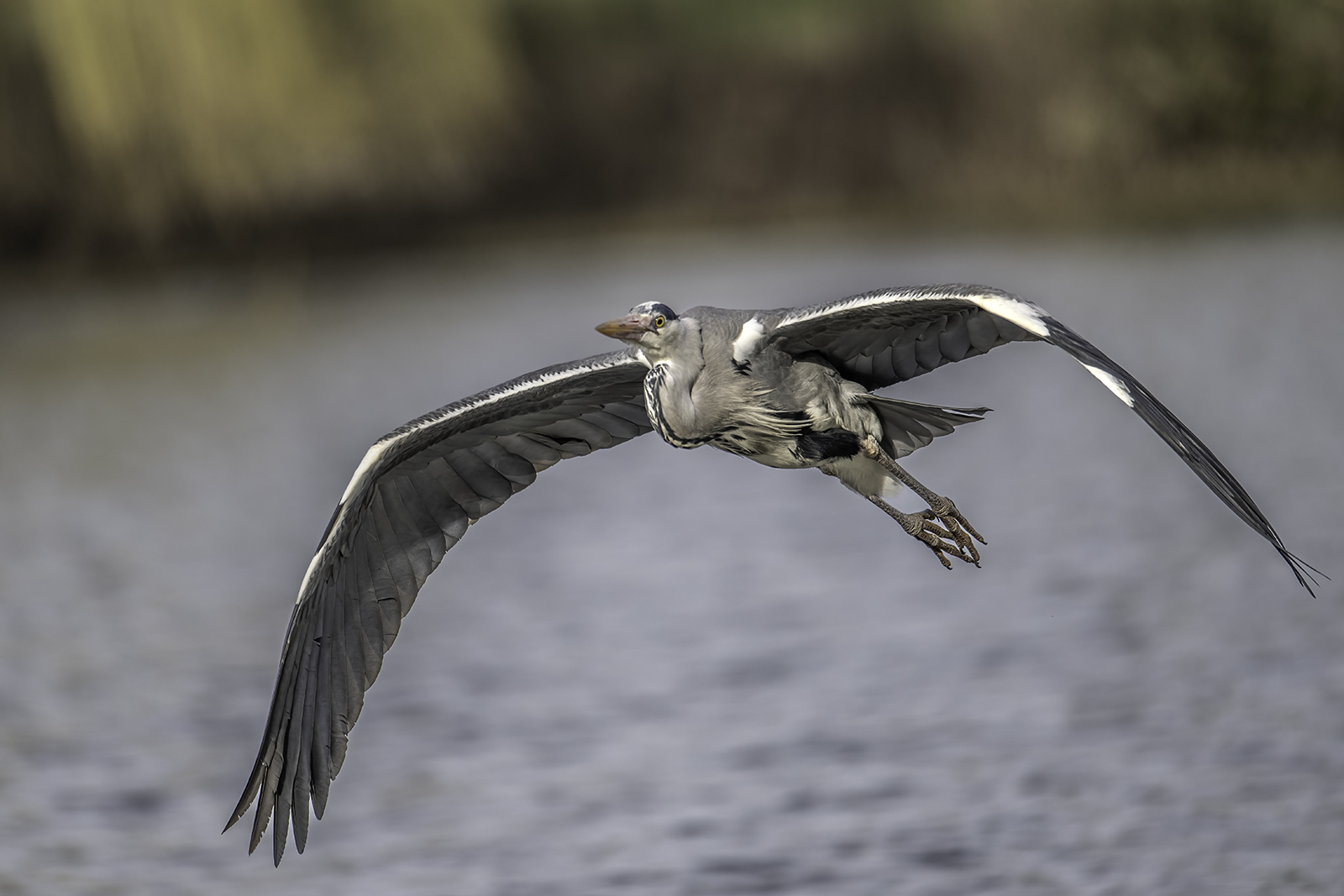Heron In Flight By Chris Holt
