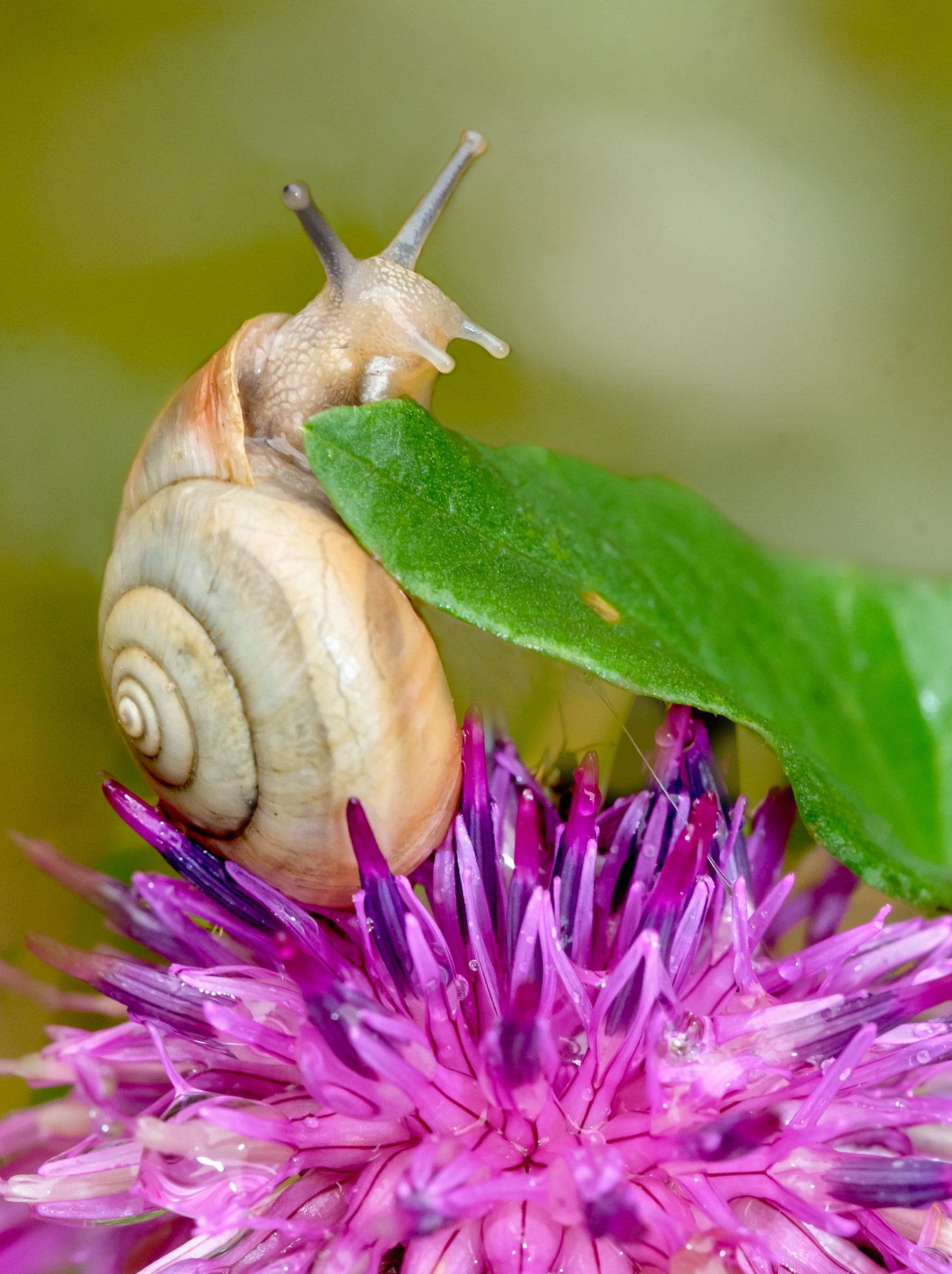 Snail By Ann Miles