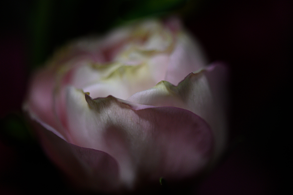 Lisianthus Flower