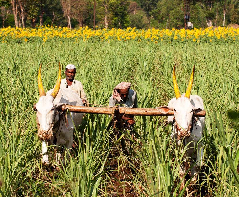 Yellow Sunflowers, Anganewadi, Maharashtra by Rob Thomas