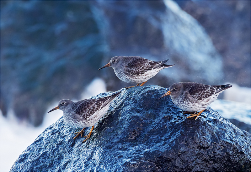 6. Purple Sandpipers Roosting P1185070