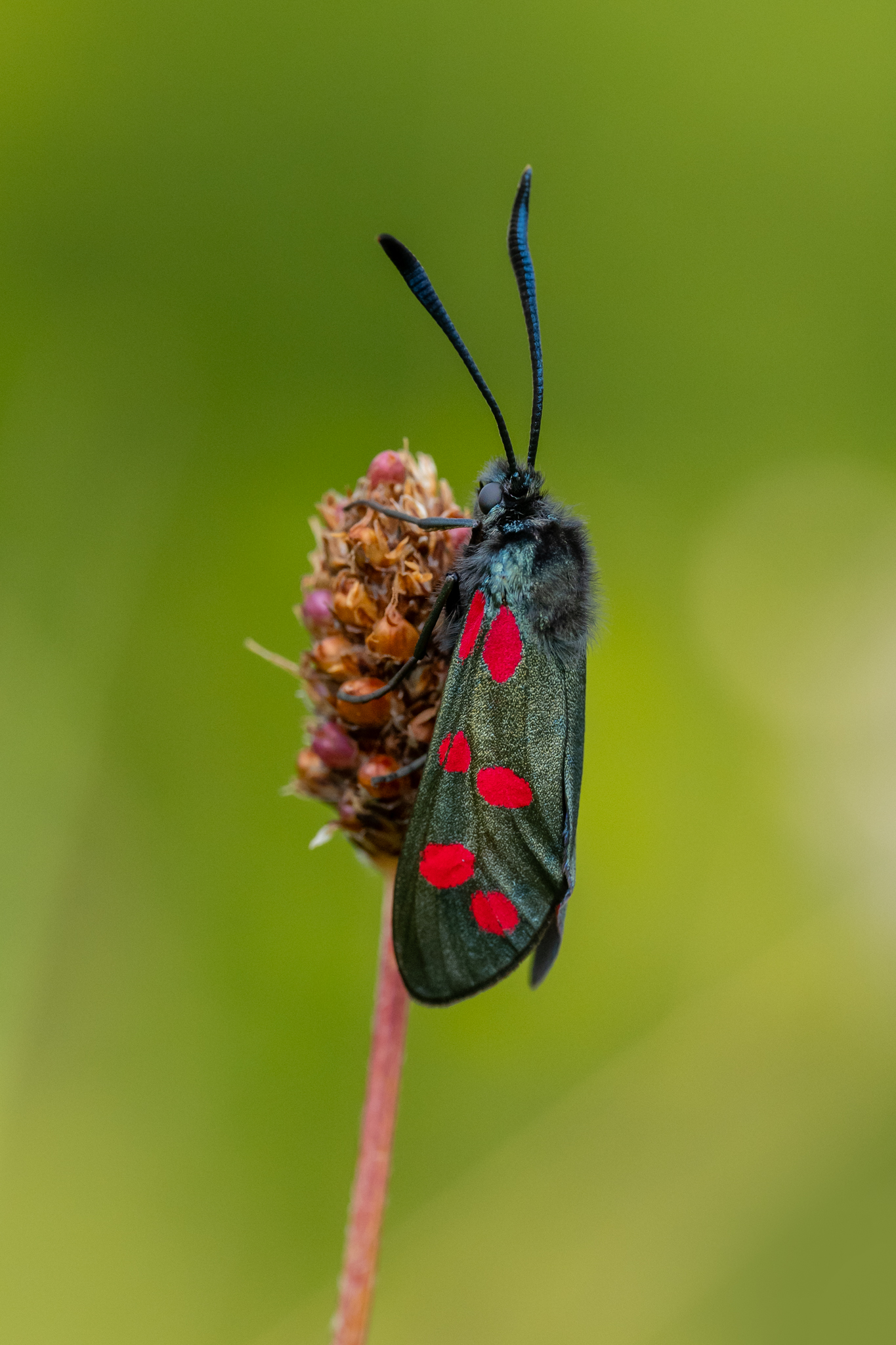 Burnet Moth By Simon Jenkins