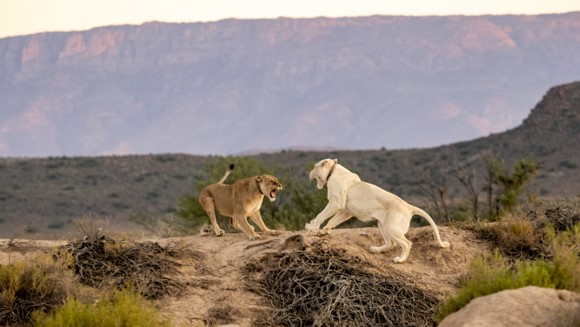 Thumbnail Lions Fighting For Their Mate, Sanbona Game Reserve Feb 22. Christian Brash