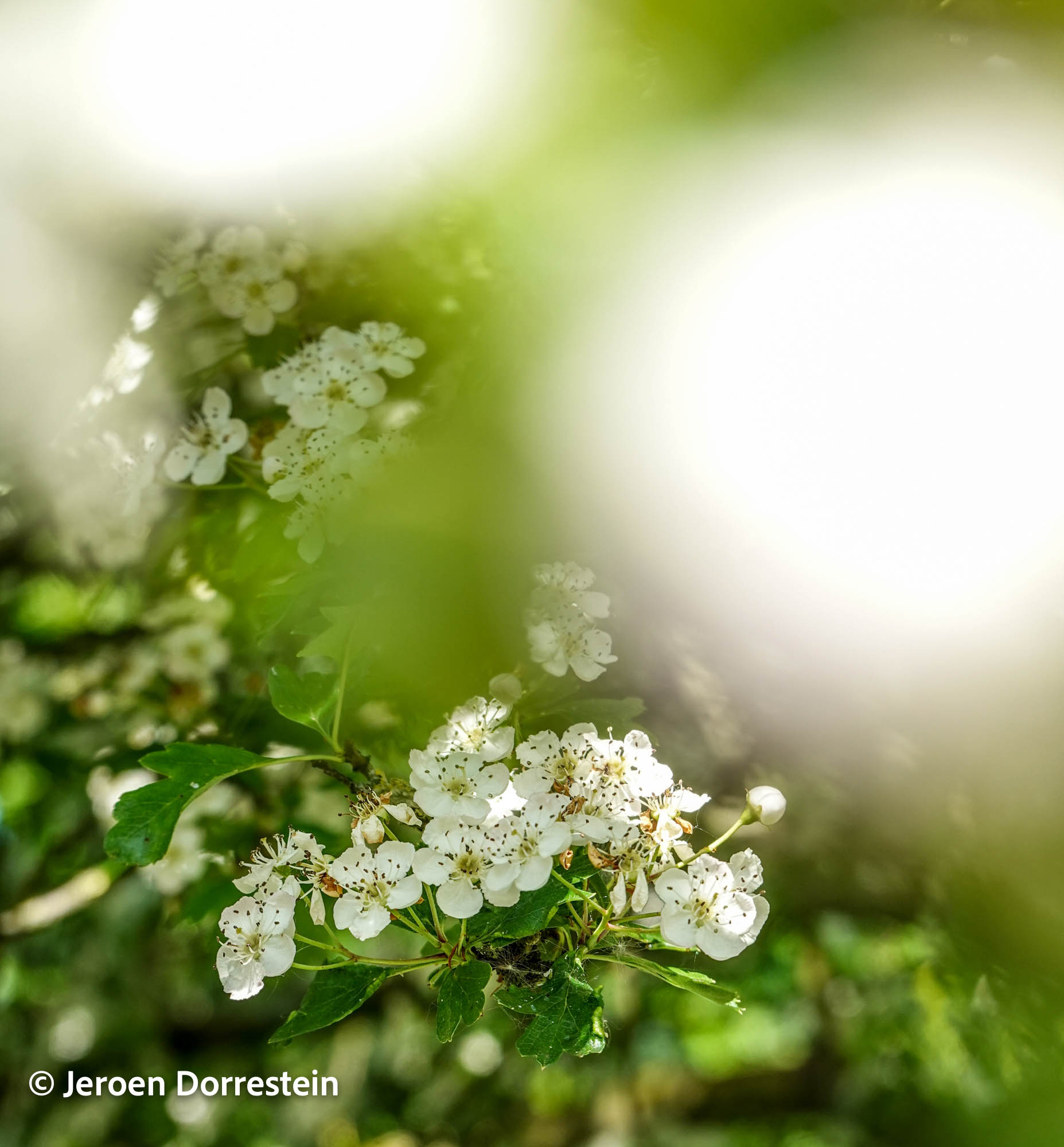 NL Jeroen Dorrestein 01 Blossoms