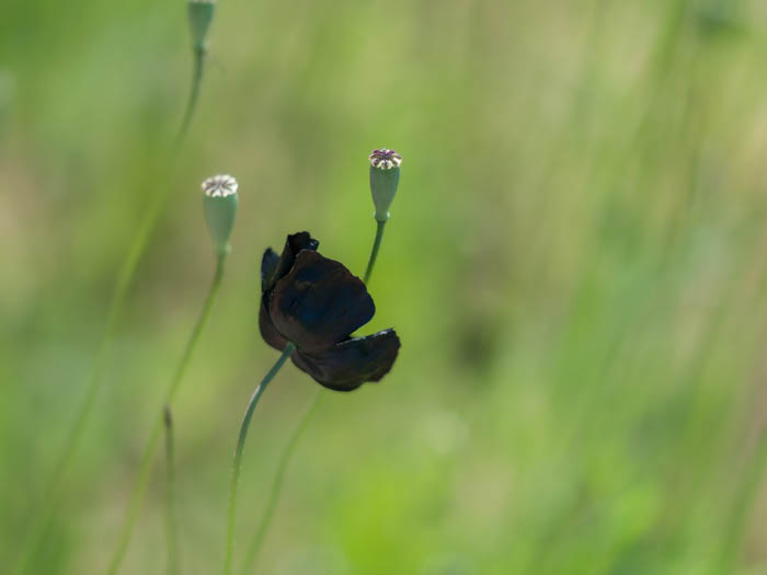 NL Madeleine Lenagh FRPS 02 Black Poppy