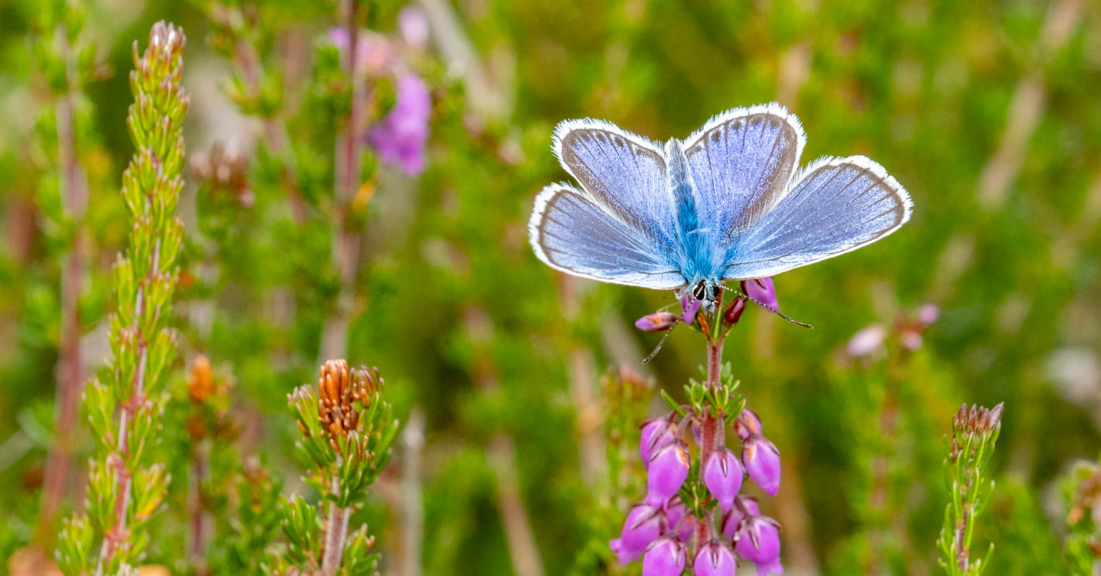 Buxton Heath 7364