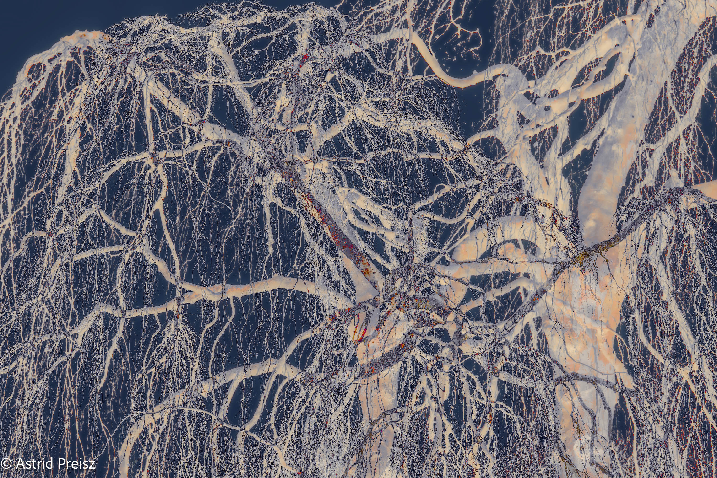 Austria City Park Essence Of A Tree Astrid Preisz