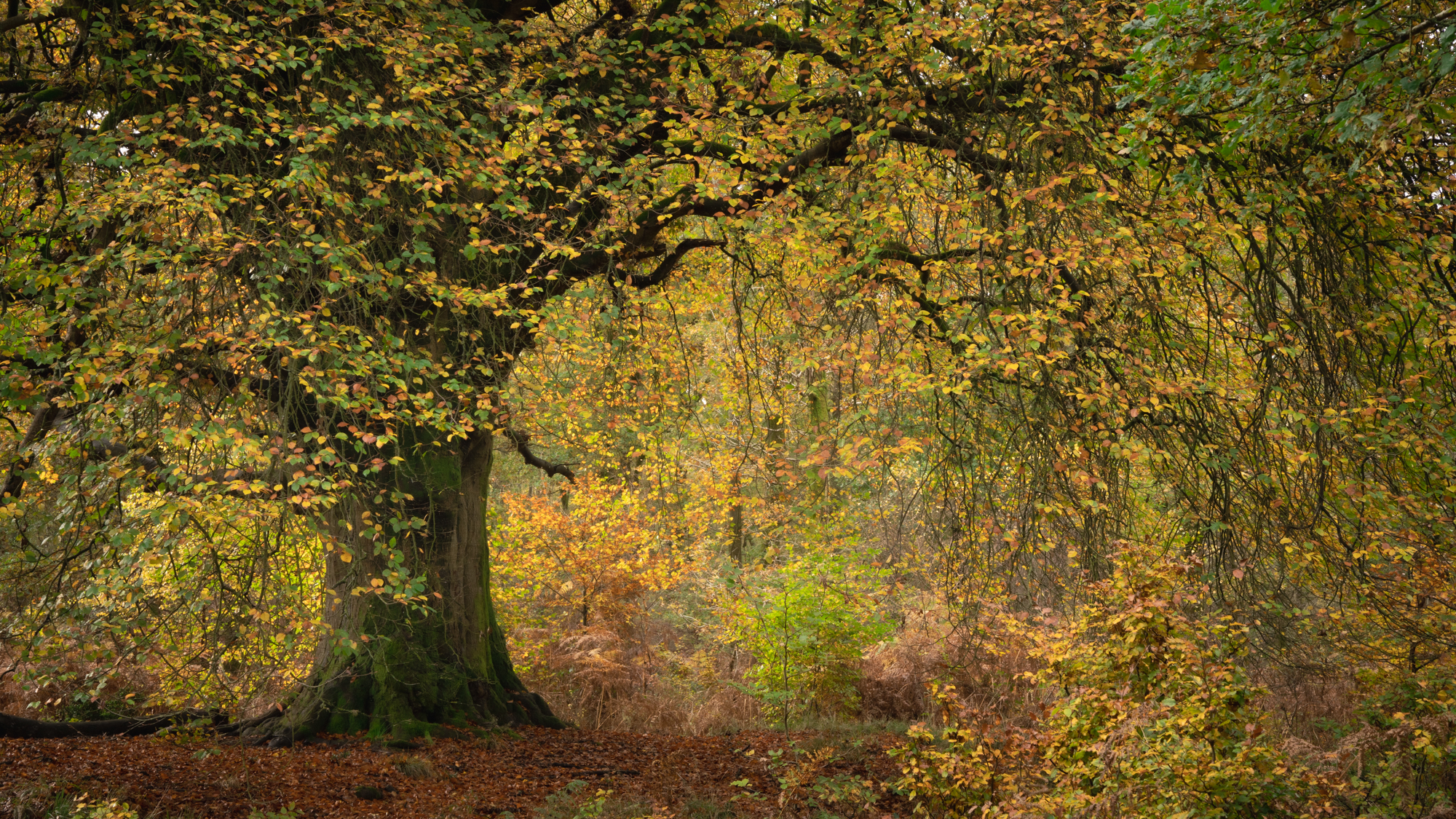Barrie Foster LRPS The Joy of Trees