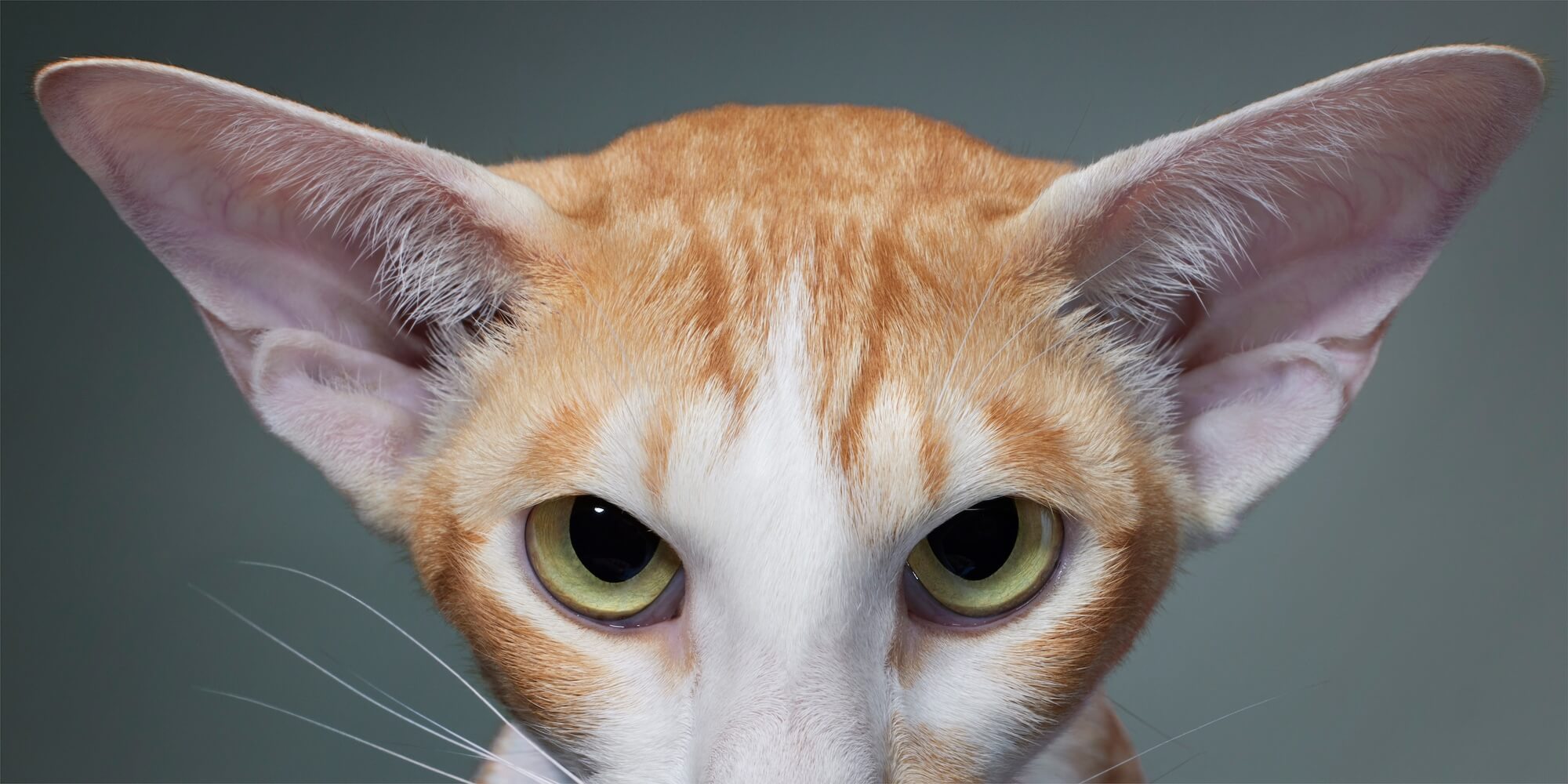 05 Siamese Oriental Portrait 2000Pxh 72 Dpi