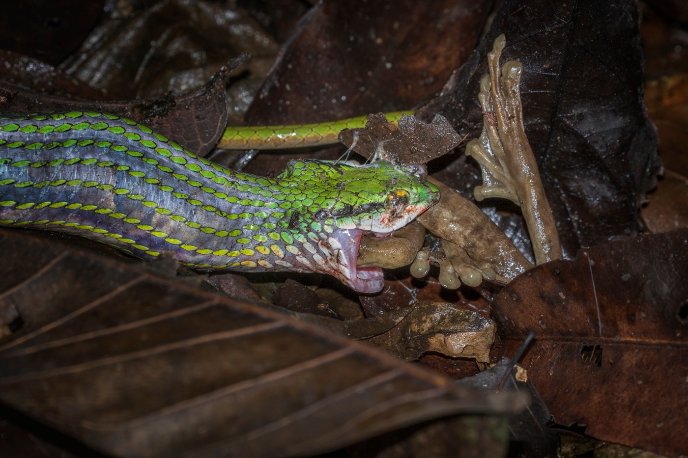 11. Bronze Parrotsnake Devouring Frog