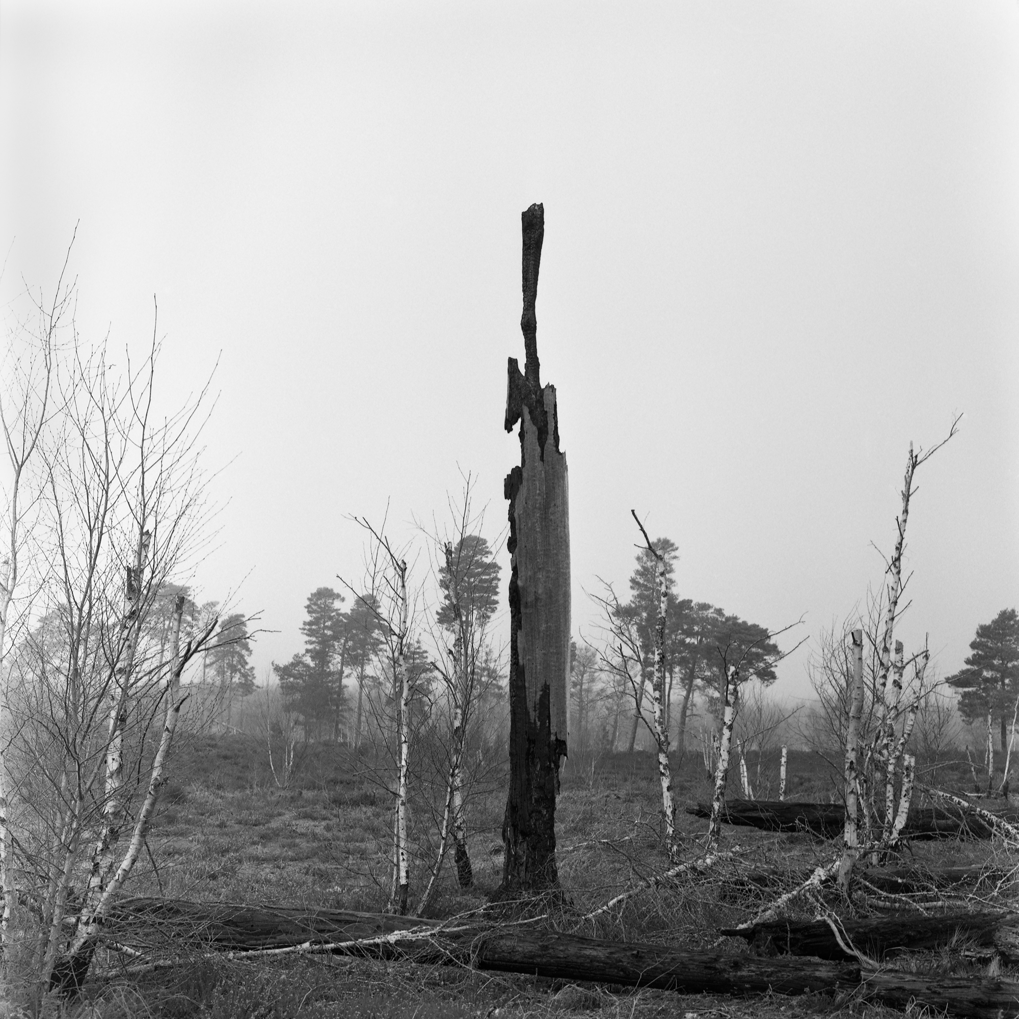 5573119 Corinne Whitehouse Corinne Whitehouse In The Line Of Fire 1