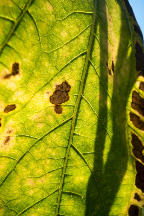 Suegoldberg Mindful Colour02