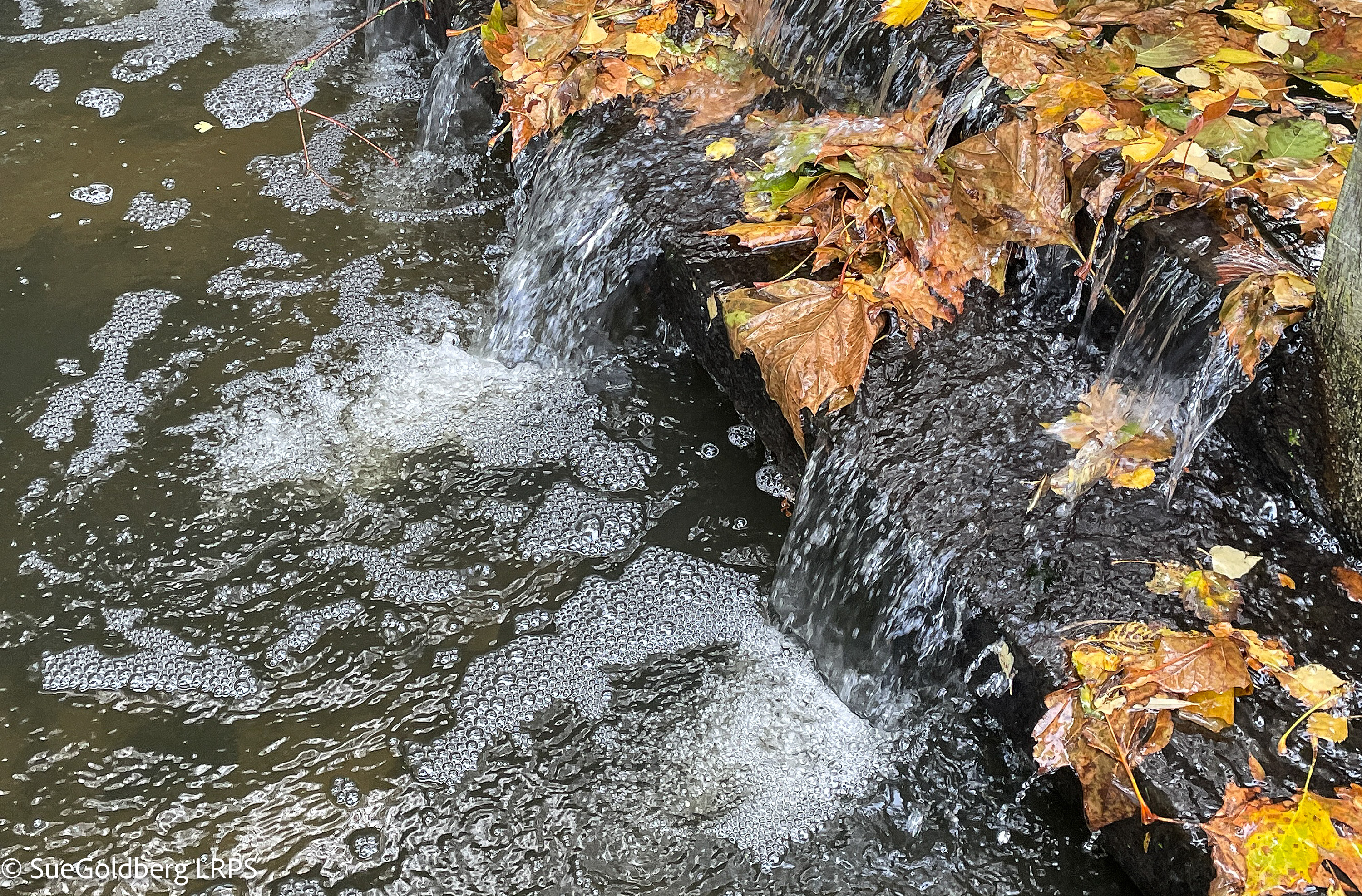 Sue Goldberg TWT Photo 4