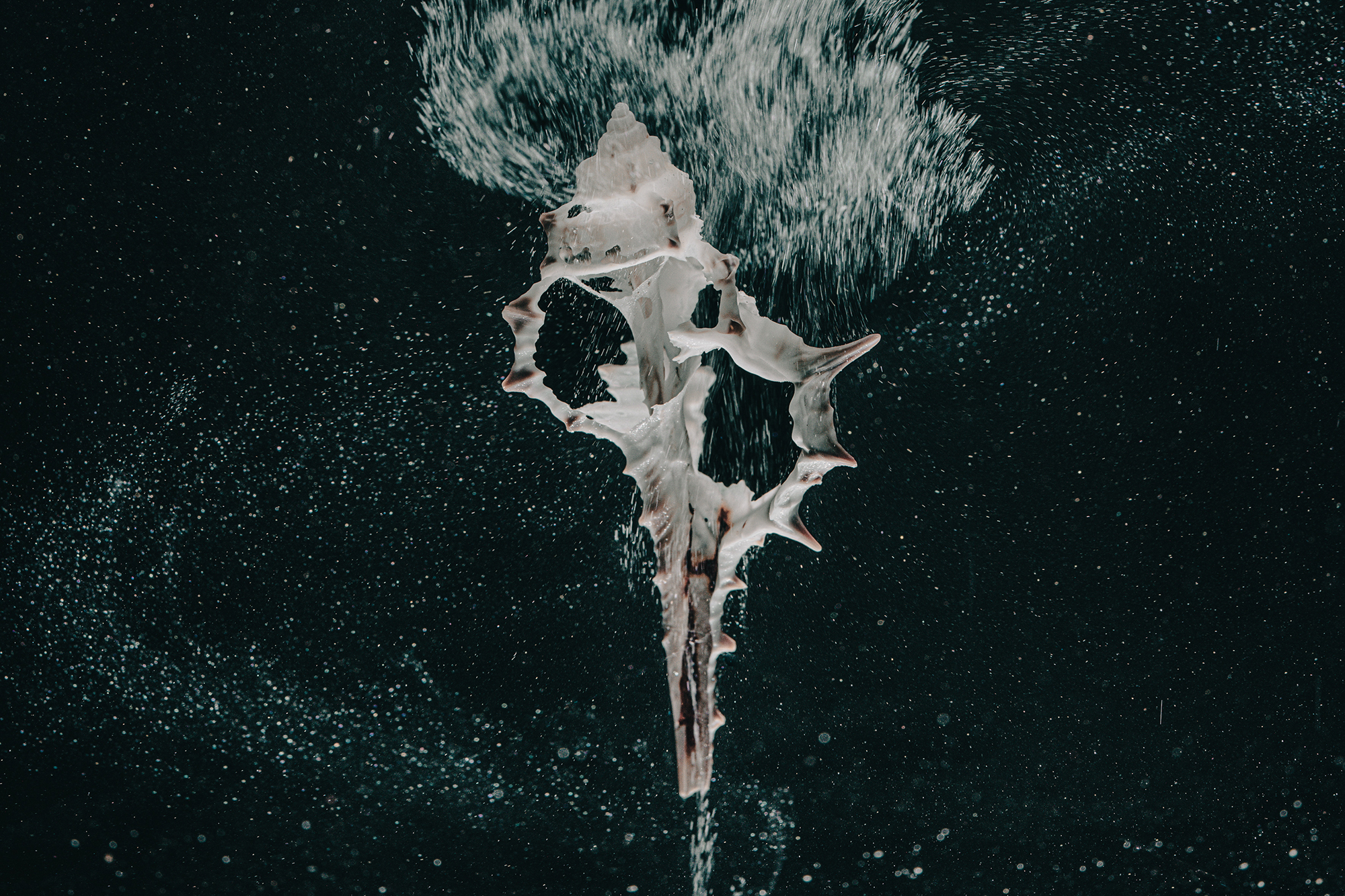 5577301 Victoria Stokes Arps Ocean Acidification 1 3