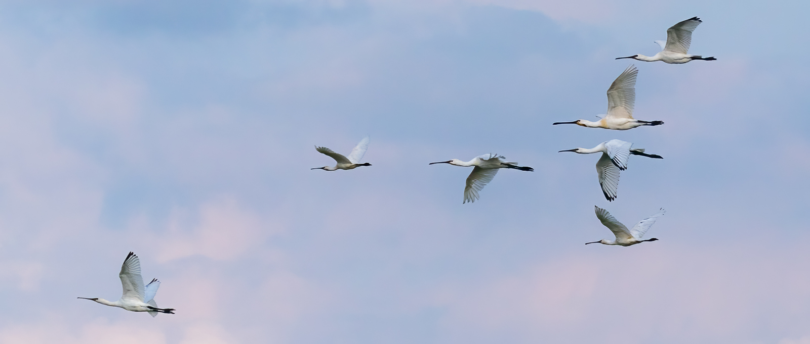 Spoonbills, RSPB Snettisham, Nick Bowman
