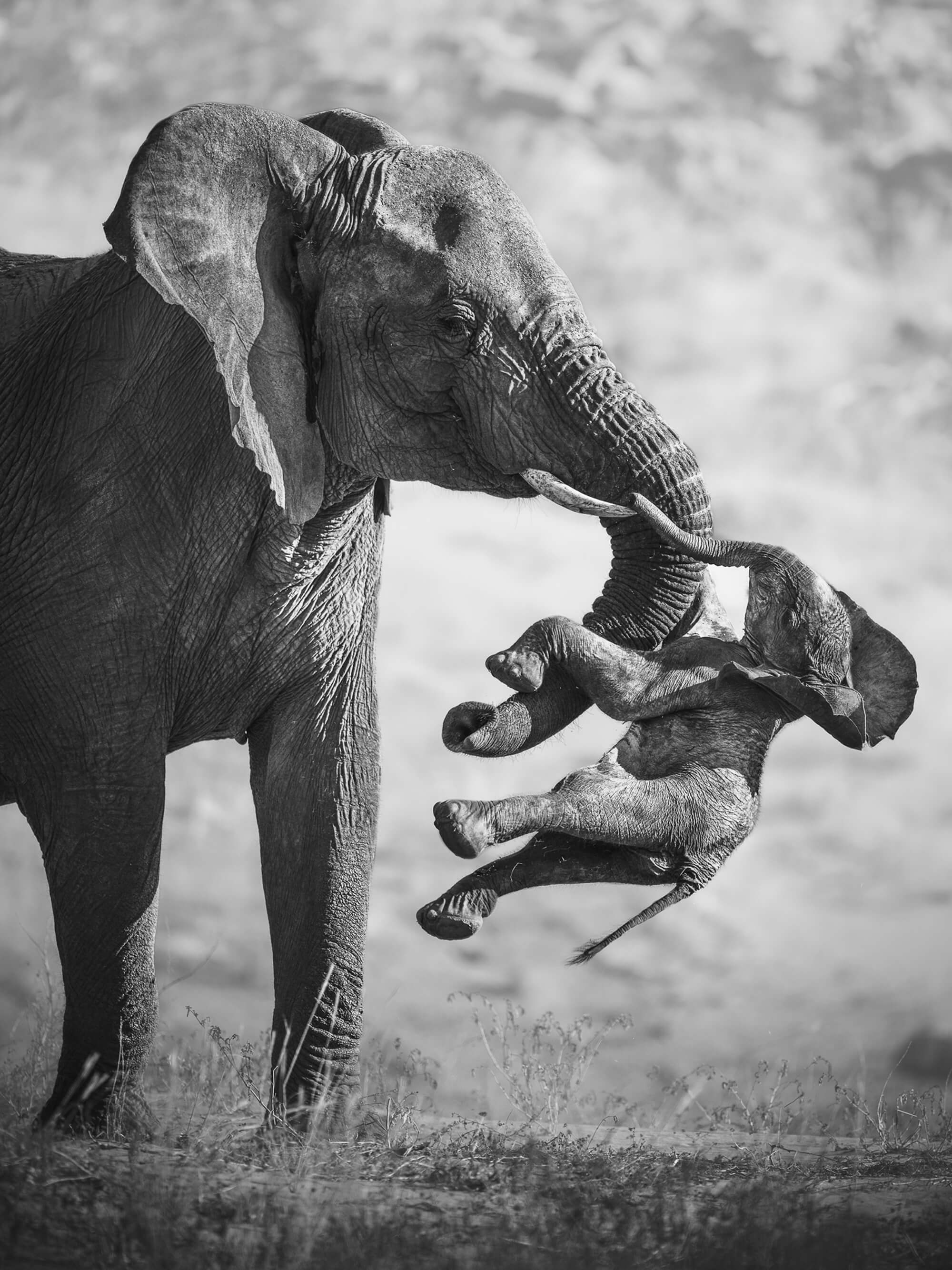 © Federico Veronesi 2
