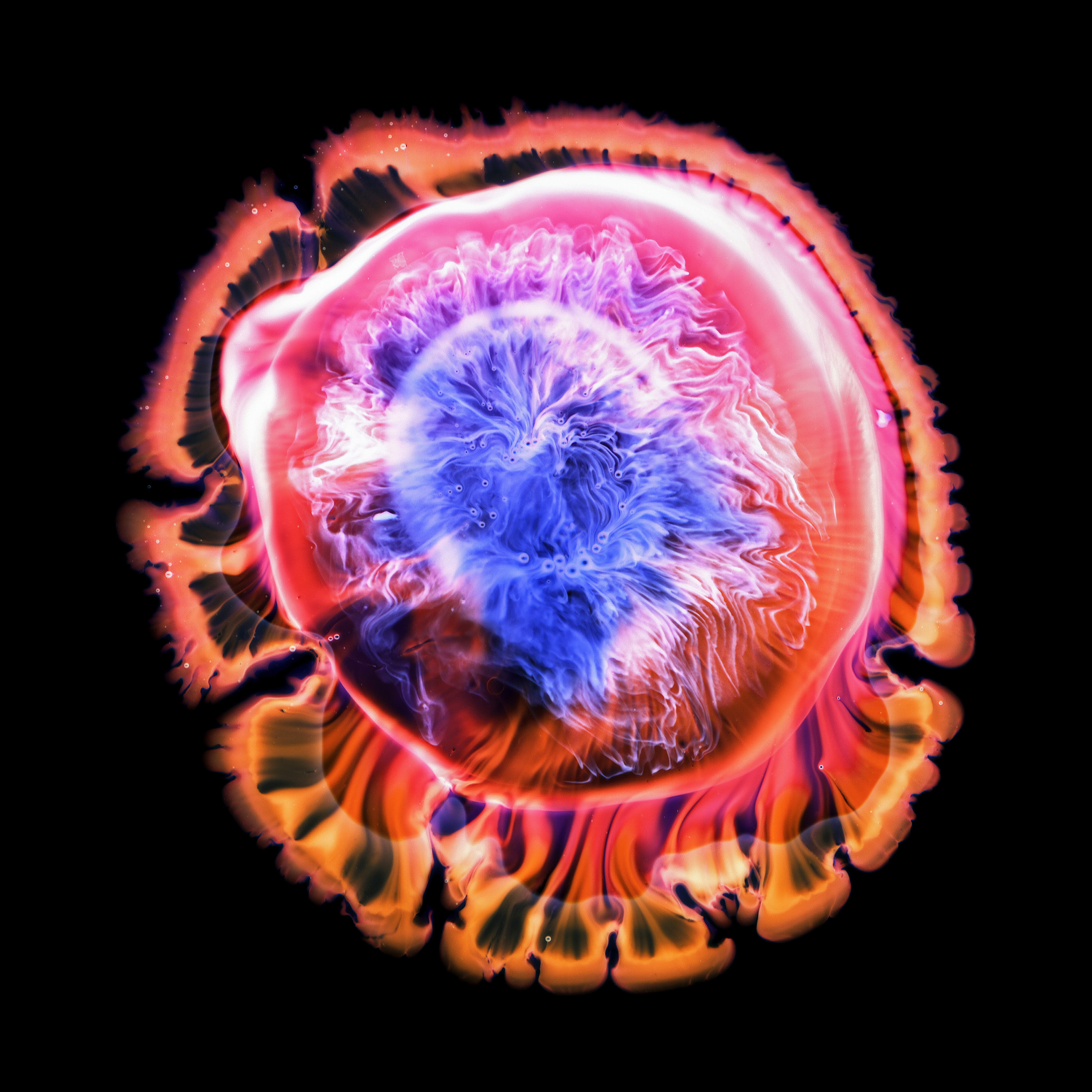 3044063 30 Shortlisted Oculus By Charlotte Greenwood